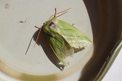 <i>Pseudoips prasinanus</i>