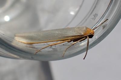 <i>Eilema caniola</i>