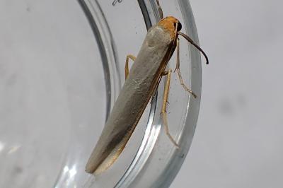 <i>Eilema caniola</i>