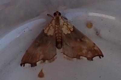 <i>Agrotera nemoralis</i>