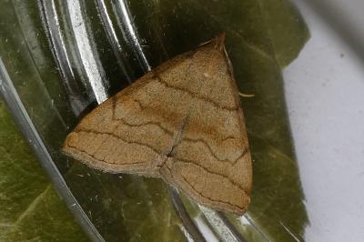 <i>Herminia tarsicrinalis</i>