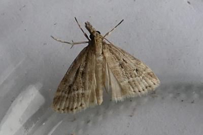 <i>Eudonia pallida</i>