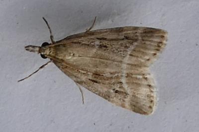<i>Eudonia pallida</i>