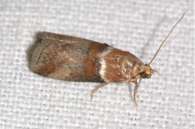 <i>Acrobasis tumidana</i>