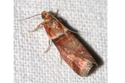 <i>Acrobasis tumidana</i>