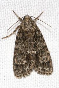 <i>Acronicta rumicis</i>