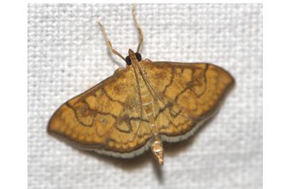 <i>Anania verbascalis</i>