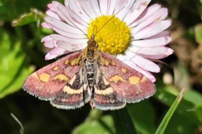 <i>Pyrausta purpuralis</i>