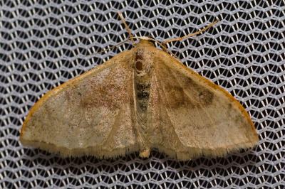 <i>Idaea degeneraria</i>
