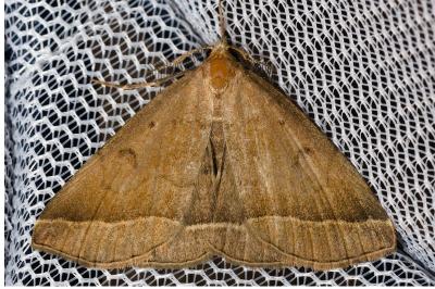 <i>Polypogon plumigeralis</i>