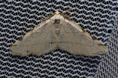 <i>Stegania trimaculata</i>