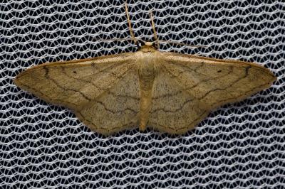 <i>Idaea aversata</i>