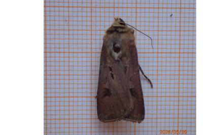 <i>Agrotis exclamationis exclamationis</i>