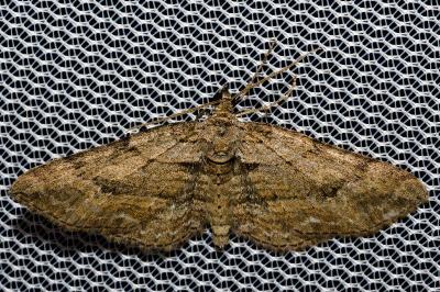 <i>Horisme tersata/radicaria</i>