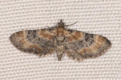 <i>Eupithecia linariata/pulchellata/pyreneata</i>