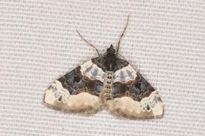 <i>Cosmorhoe ocellata</i>