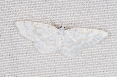 <i>Asthena albulata</i>