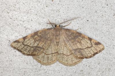<i>Stegania trimaculata</i>