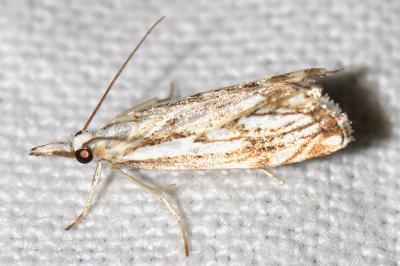 <i>Catoptria falsella</i>