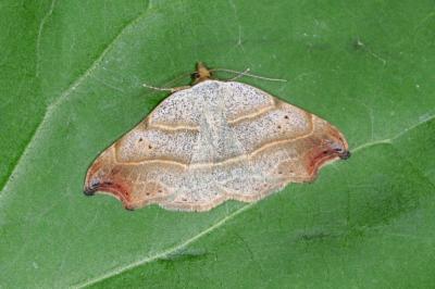<i>Laspeyria flexula</i>
