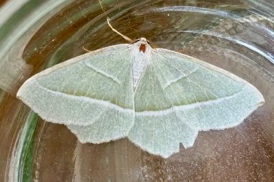<i>Campaea margaritaria</i>