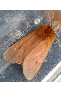 <i>Phragmatobia fuliginosa</i>