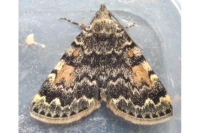 <i>Idia calvaria</i>