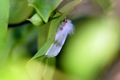 <i>Diaphora mendica</i>