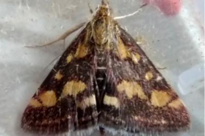<i>Pyrausta purpuralis</i>
