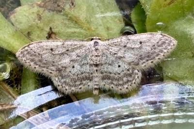 <i>Idaea seriata</i>