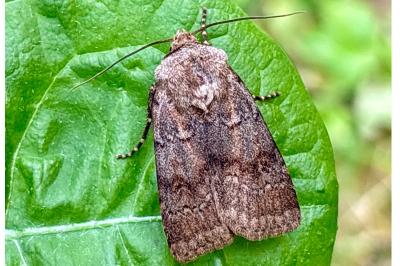 <i>Agrotis cinerea</i>