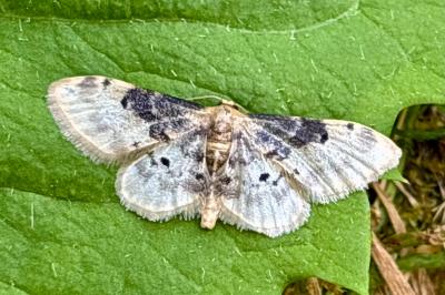 <i>Idaea filicata</i>