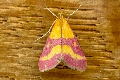 <i>Pyrausta virginalis</i>