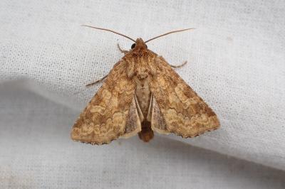 <i>Conisania luteago olbiena</i>