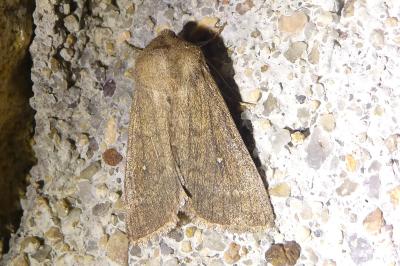 <i>Mythimna albipuncta</i>