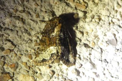<i>Oligia strigilis</i>