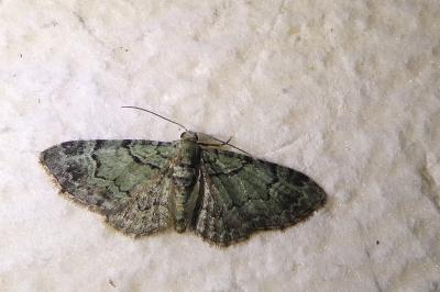 <i>Pasiphila rectangulata</i>
