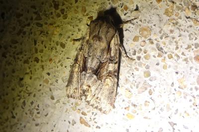 <i>Lacanobia w-latinum</i>