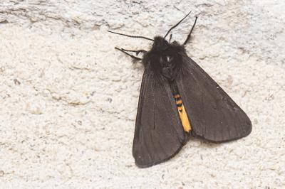 <i>Epatolmis luctifera</i>