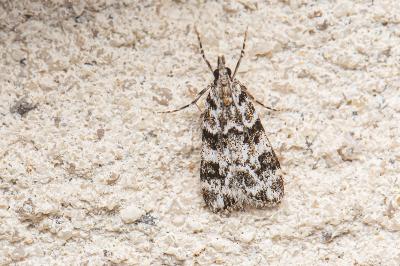 <i>Eudonia delunella</i>