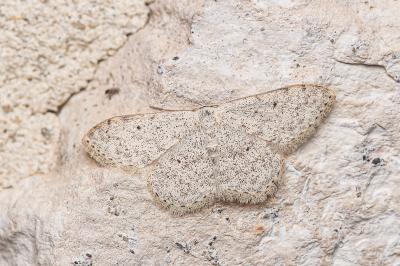 <i>Scopula marginepunctata</i>