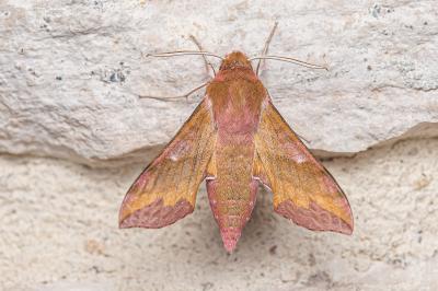 <i>Deilephila porcellus</i>