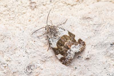 <i>Acontia lucida</i>
