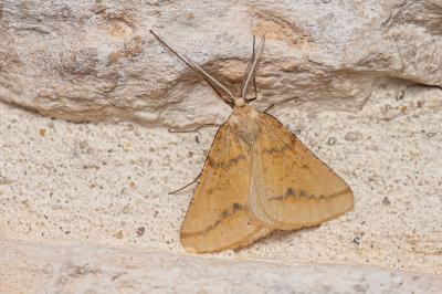 <i>Aspitates ochrearia</i>