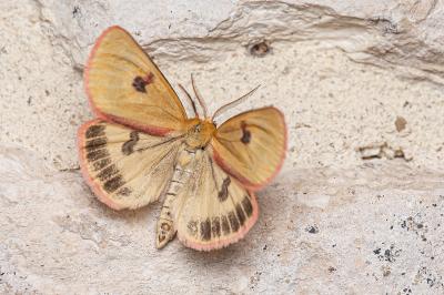 <i>Diacrisia sannio</i>