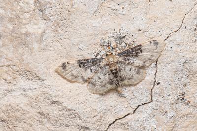 <i>Idaea filicata</i>