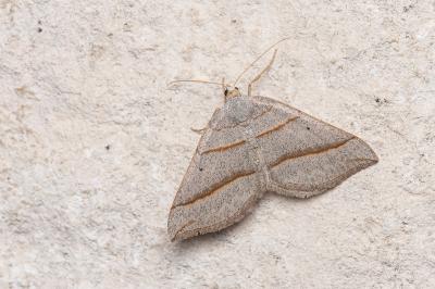 <i>Scotopteryx mucronata</i>