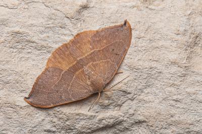 <i>Watsonalla uncinula</i>