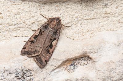<i>Xestia c-nigrum</i>