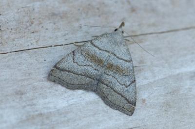 Herminia tarsicrinalis